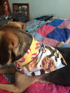 dog scarf 2